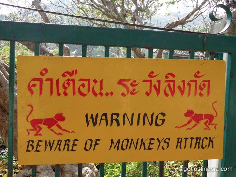 monkey thailand petchaburry