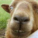 Goat cafe?