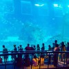 sentosa aquarium singapore