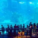 Resort World Sentosa Singapour Marine Life Park SEA